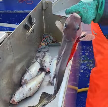 面向小型渔业的自动化渔获登记