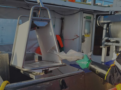 AI 渔获登记：CatchREG 利用计算机视觉和机器学习技术，对每条鱼的种类、重量和数量进行实时自动识别。该系统采用 LUCID 灵活的 Phoenix 机器视觉相机。